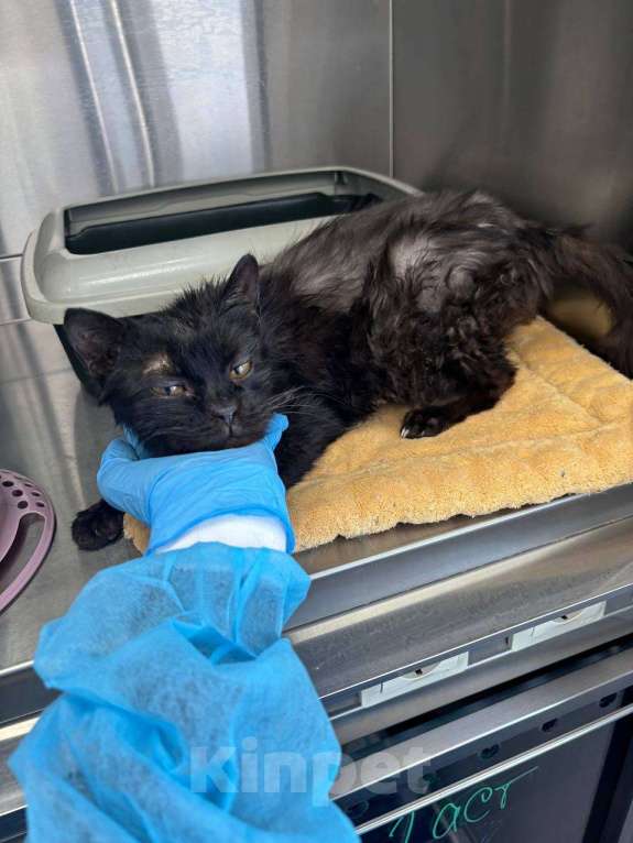 Кошки в Москве: Драный кот Биба Мальчик, Бесплатно - фото 4