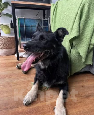 Собаки в Новосибирске: Пират ищет дом! Мальчик, Бесплатно - фото 1