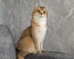 Кошки в Самаре: Котята золотой шиншиллы Мальчик, 30 000 руб. - фото 4