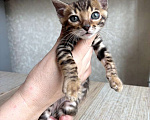 Кошки в Москве: Клубные бенгальские котята-мальчик Мальчик, 60 000 руб. - фото 3