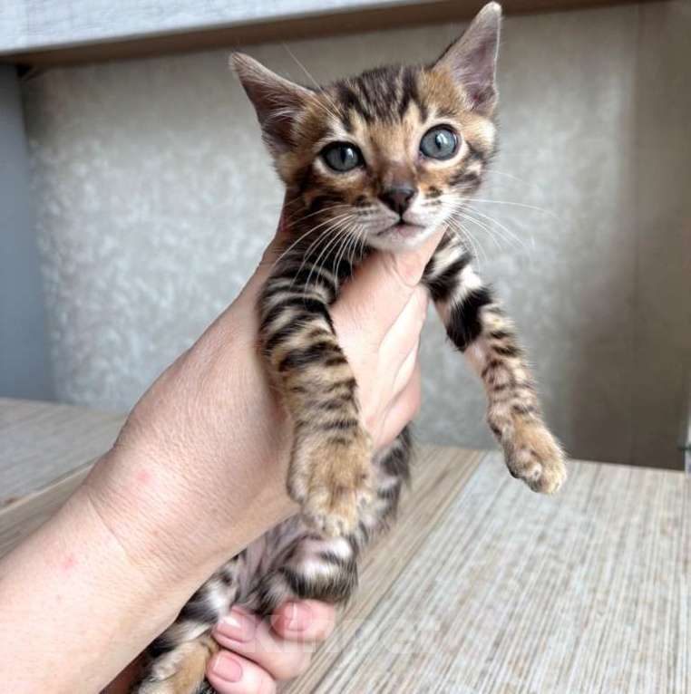 Кошки в Москве: Клубные бенгальские котята-мальчик Мальчик, 60 000 руб. - фото 3