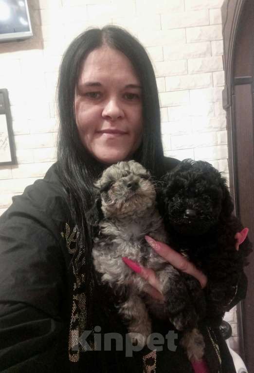 Собаки в Брянске: Шикарные щенки той пуделя🥰 Девочка, 40 000 руб. - фото 4