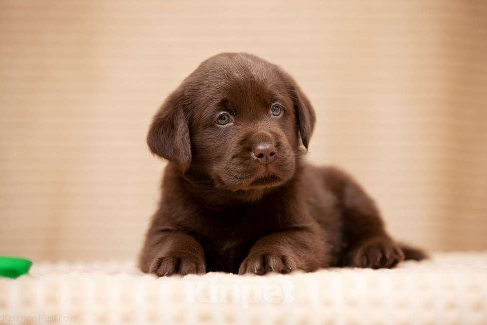 Собаки в Москве: Щенки Лабрадора ретривера шоколадные Мальчик, 100 000 руб. - фото 2
