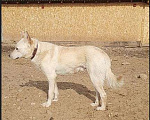 Собаки в Хотьково: Зефир Мальчик, Бесплатно - фото 2