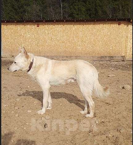 Собаки в Хотьково: Зефир Мальчик, Бесплатно - фото 2