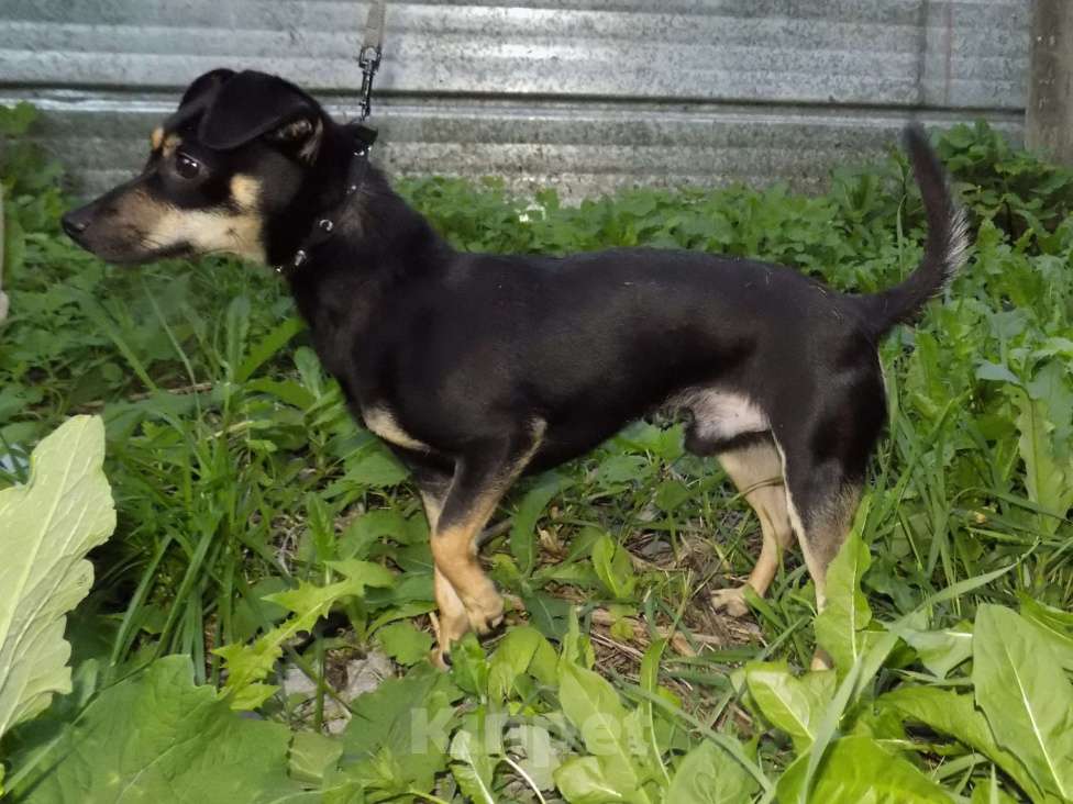 Собаки в Москве: Манчестерский терьер, мальчик Мальчик, 20 000 руб. - фото 4