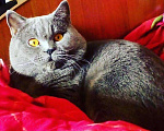 Кошки в Лянторе: Вязка, 1 руб. - фото 2