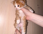 Кошки в Сарапуле: Котята Разнополые, Бесплатно - фото 6