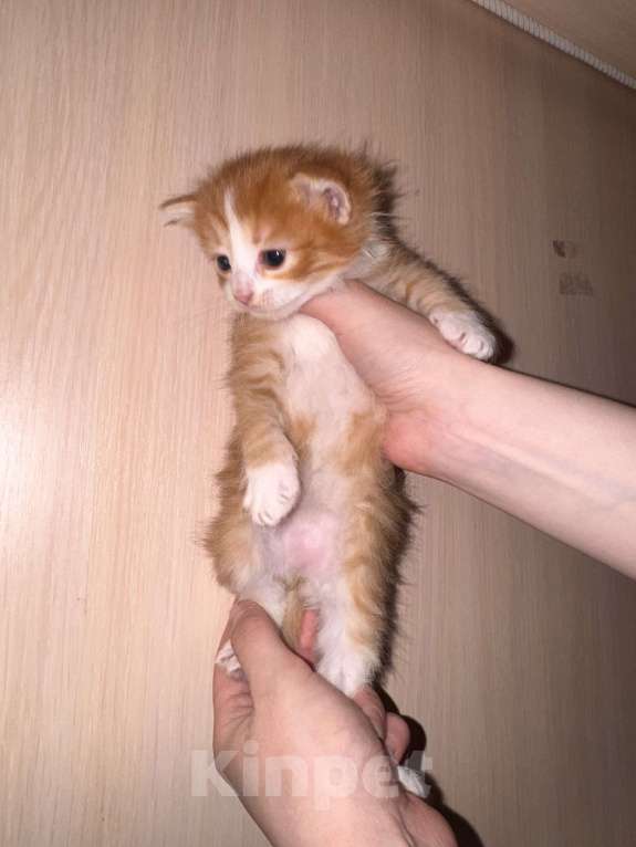 Кошки в Сарапуле: Котята Разнополые, Бесплатно - фото 6