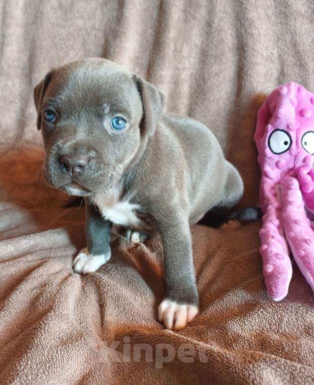 Собаки в Самаре: Мощные щенки амстаффа Девочка, 80 000 руб. - фото 2