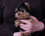 Собаки в Москве: Йоркширская курносая красотка РКФ Девочка, 80 000 руб. - фото 9