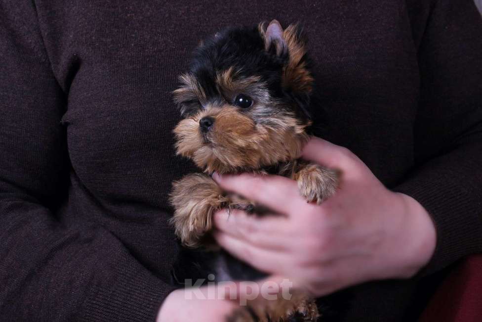 Собаки в Москве: Йоркширская курносая красотка РКФ Девочка, 80 000 руб. - фото 9