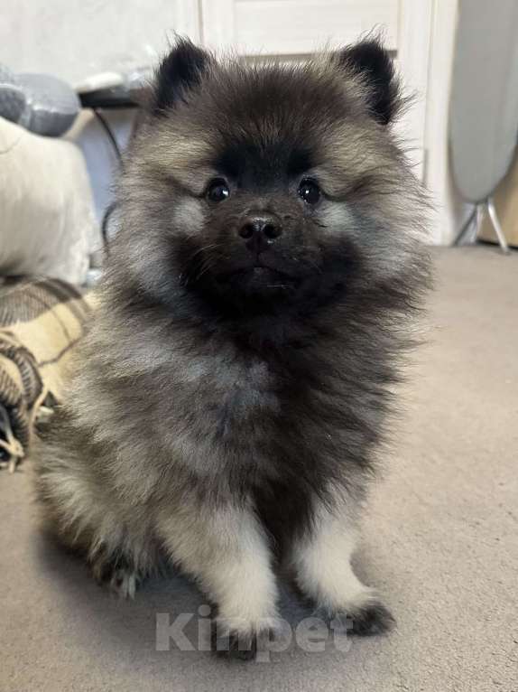 Собаки в Санкт-Петербурге: Вольфшпиц Кеесхонд щенок Девочка, 35 000 руб. - фото 1