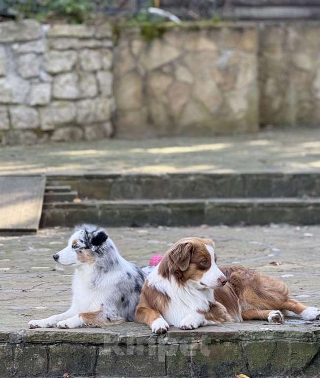 Собаки в других городах Ленинградской области: Щенок миниатюрной американской овчарки Мальчик, Бесплатно - фото 4