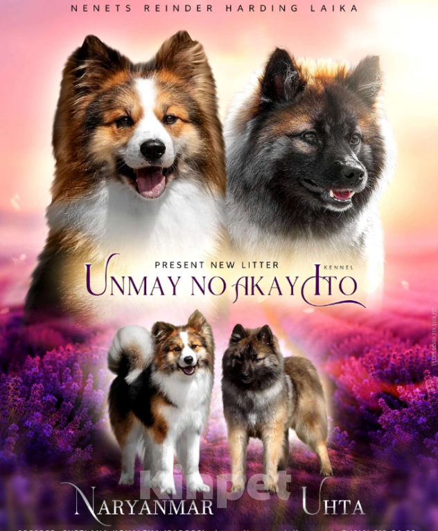 Собаки в Москве: Ненецкая оленегонная лайка, кобель Жгучий перчик.  Мальчик, 60 000 руб. - фото 5