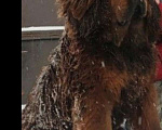 Собаки в Москве: Щенки тибетского мастифа Мальчик, 150 000 руб. - фото 1