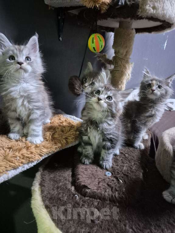 Кошки в Красногорске: Классика и полидакты Девочка, 18 000 руб. - фото 6