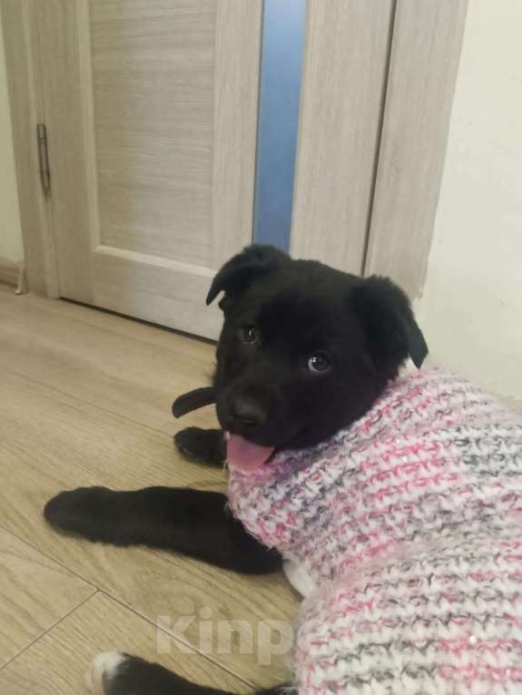 Собаки в Москве: Мишель очень нужен дом  Девочка, Бесплатно - фото 3