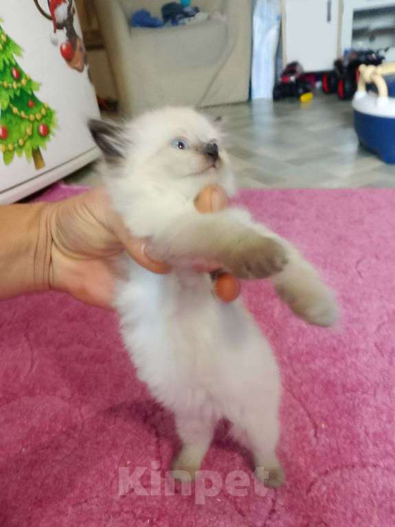 Кошки в Москве: Малышка Ragdoll Девочка, 60 000 руб. - фото 1