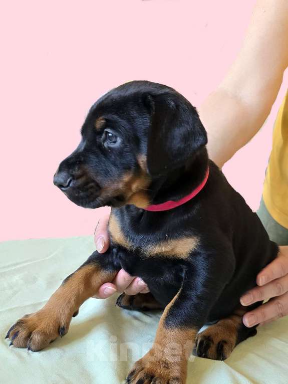 Собаки в Москве: Добермана щенки Девочка, 80 000 руб. - фото 4