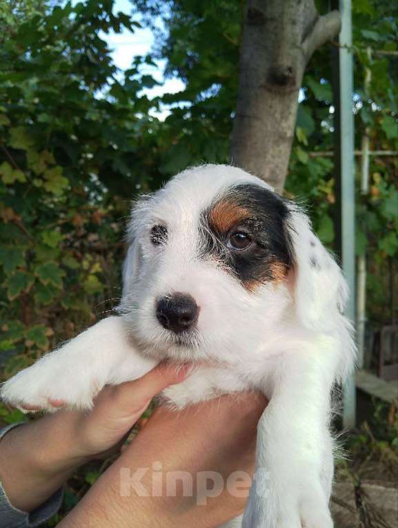 Собаки в Ростове-на-Дону: Знакомьтесь с Каспером — нашим джек-расселом с изюминкой! Мальчик, 40 000 руб. - фото 2