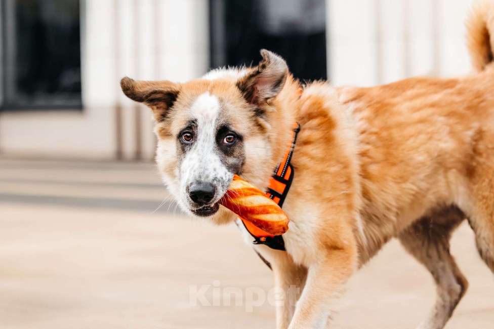 Собаки в Москве: Безбилетный Сапсан Мальчик, Бесплатно - фото 2