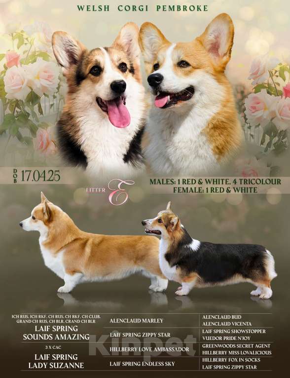 Собаки в Твери: Щенок вельш корги пемброк  Мальчик, 60 000 руб. - фото 6