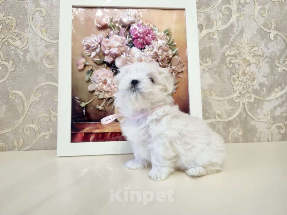 Собаки в Москве: Мальтезе мальчики Мальчик, 38 000 руб. - фото 2