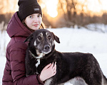 Собаки в Москве: Молодой, активный, дружелюбный мальчишка Мальчик, Бесплатно - фото 9