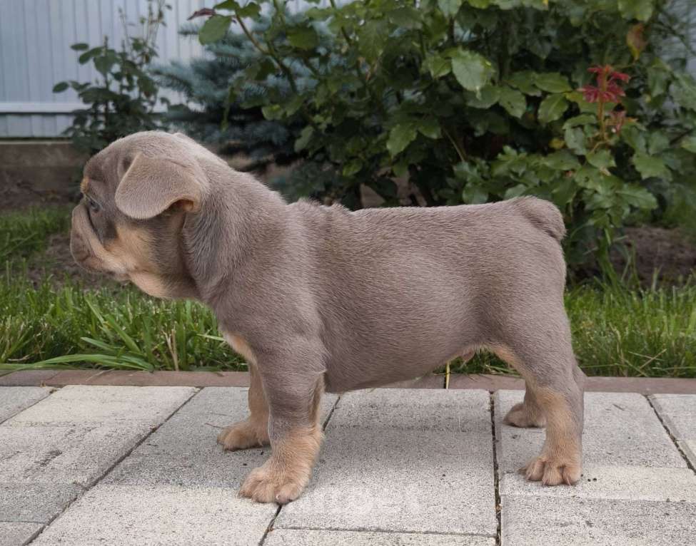 Собаки в Тимашевске: Мальчик и девочка - изабелла с подпалом. Мальчик, 70 000 руб. - фото 4