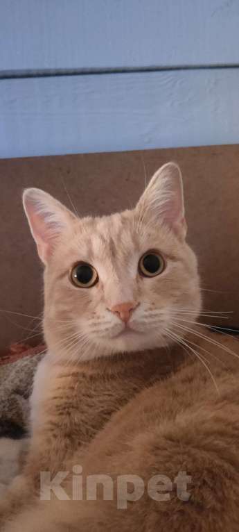 Кошки в Москве: Потерялся кот Мальчик, 25 000 руб. - фото 1