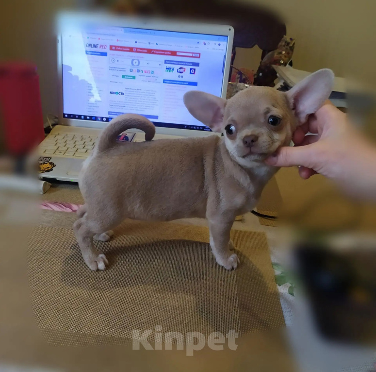 Собаки в Москве: лиловая девочка крепкой конституции Девочка, 70 000 руб. - фото 4
