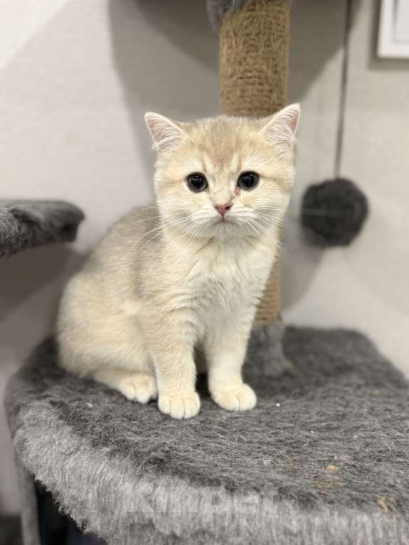 Кошки в Ульяновске: Британская шиншилла  Девочка, 30 000 руб. - фото 4