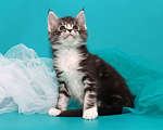 Кошки в Казани: Котята мейн-кун из питомника  Мальчик, 30 000 руб. - фото 5