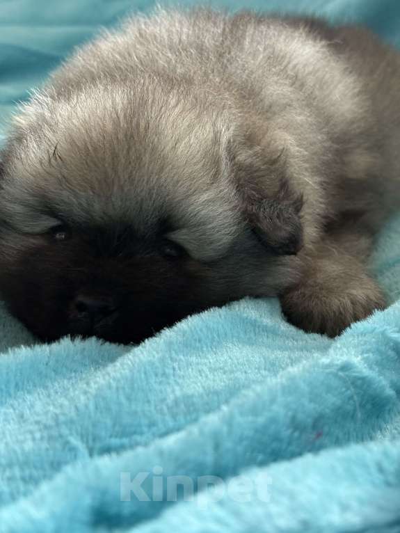 Собаки в Екатеринбурге: КеесхондВольфшпиц Девочка, 50 000 руб. - фото 6