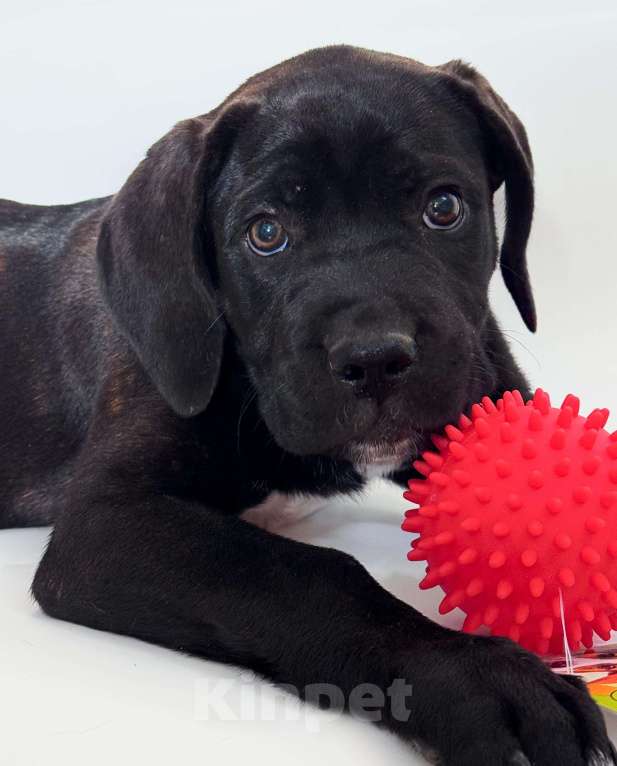 Собаки в Приморско-Ахтарске: Щенки кане корсо  Девочка, 15 000 руб. - фото 6