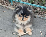 Собаки в Химках: Малыш померанец Мальчик, 35 000 руб. - фото 5