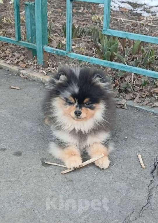 Собаки в Химках: Малыш померанец Мальчик, 35 000 руб. - фото 5