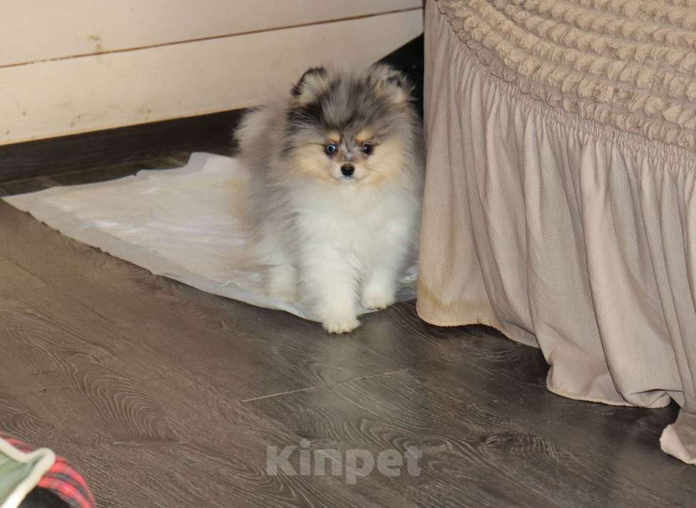 Собаки в Москве: Голубоглазый щенок шпица Мальчик, 55 000 руб. - фото 3