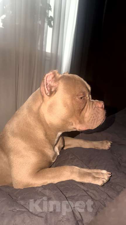 Собаки в Уссурийске: Щенок Американский булли покет Девочка, 100 000 руб. - фото 4