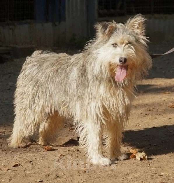 Собаки в Москве: Зайке нужен дом  Девочка, Бесплатно - фото 4