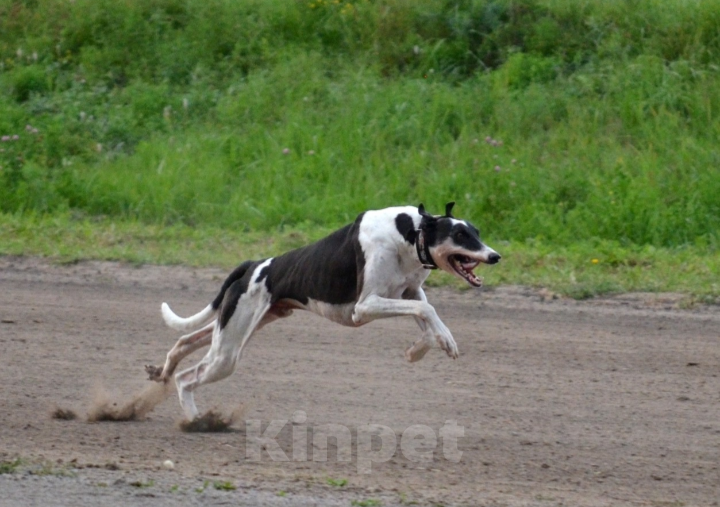 Собаки в Тамбове: Хантер  Мальчик, Бесплатно - фото 3