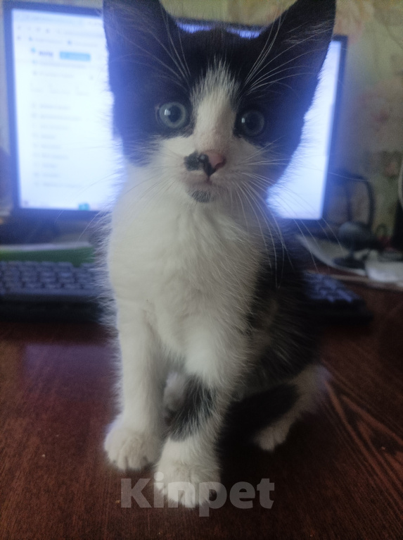 Кошки в Подольске: Котёнок с улицы Лизюкова Мальчик, Бесплатно - фото 1
