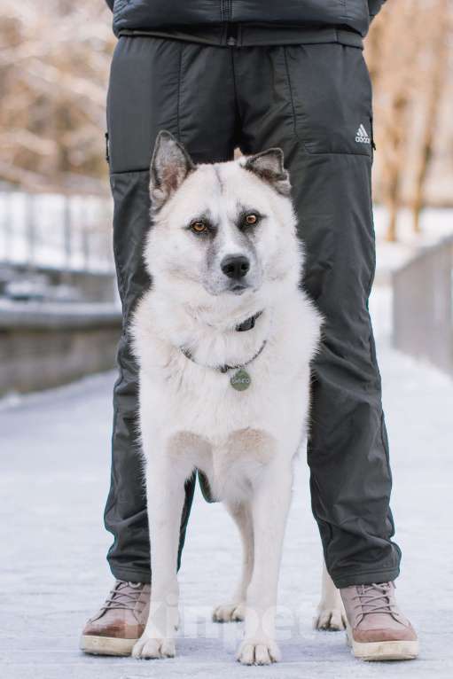 Собаки в Москве: Бинго Мальчик, Бесплатно - фото 3