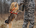 Собаки в Москве: Девчонка-веселушка, позитив и искреннее счастье Девочка, Бесплатно - фото 3
