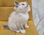 Кошки в Москве: Девочка Рэгдолл Девочка, 47 000 руб. - фото 4