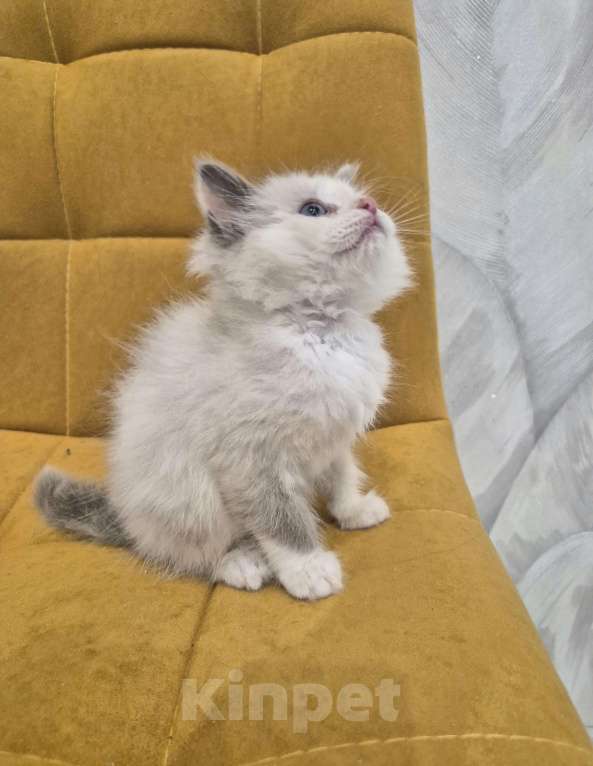 Кошки в Москве: Девочка Рэгдолл Девочка, 47 000 руб. - фото 4