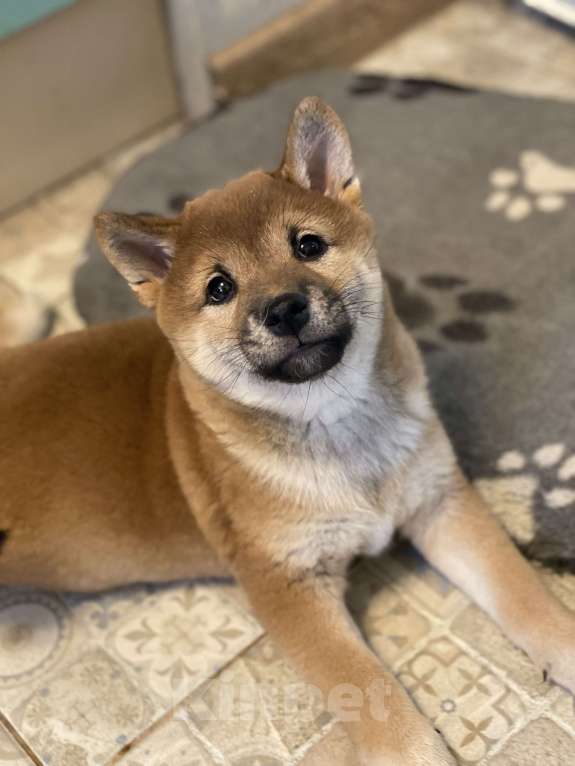 Собаки в Санкт-Петербурге: Щенок Сиба-Ину девочка Девочка, 70 000 руб. - фото 4