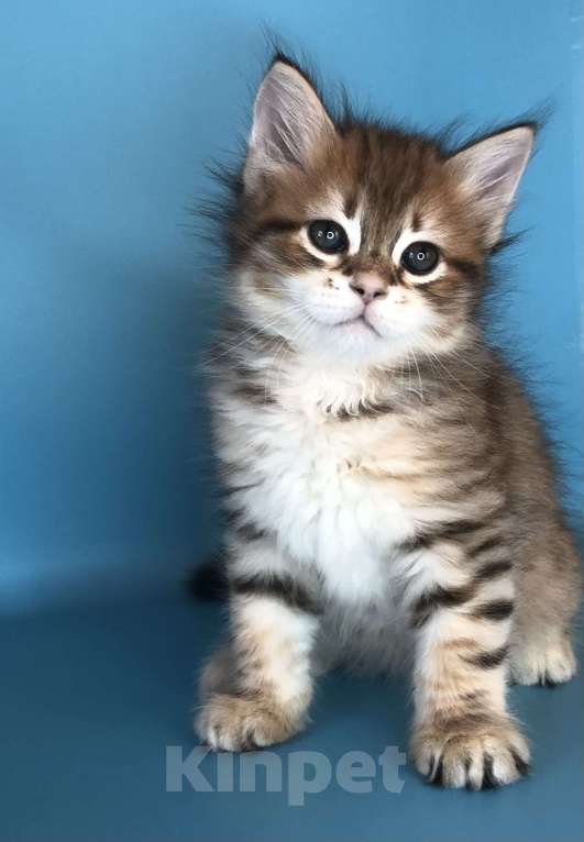 Кошки в Долгопрудном: Незабудка Девочка, 40 000 руб. - фото 2