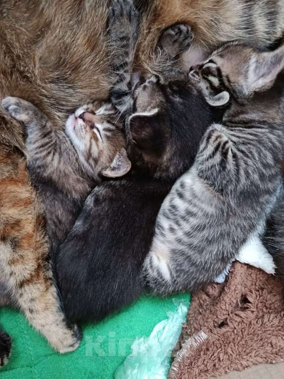 Кошки в других городах Московской области: Курильски бобтейл мальчишки Мальчик, Бесплатно - фото 6